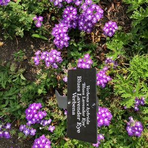 Meet your Posher, Santos